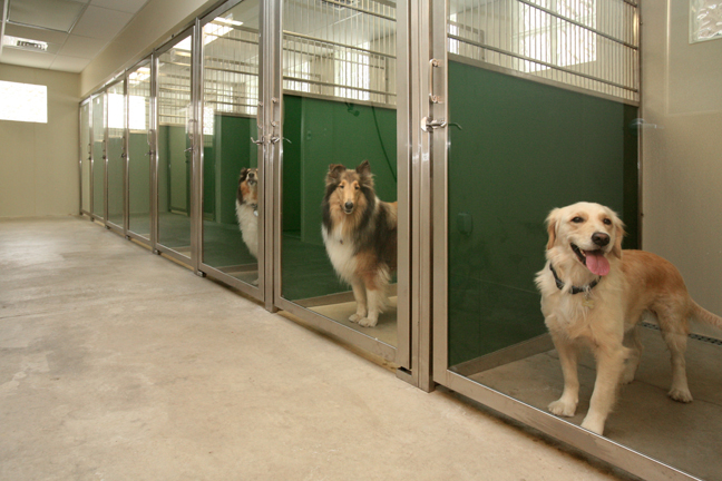 dog boarding kennel design