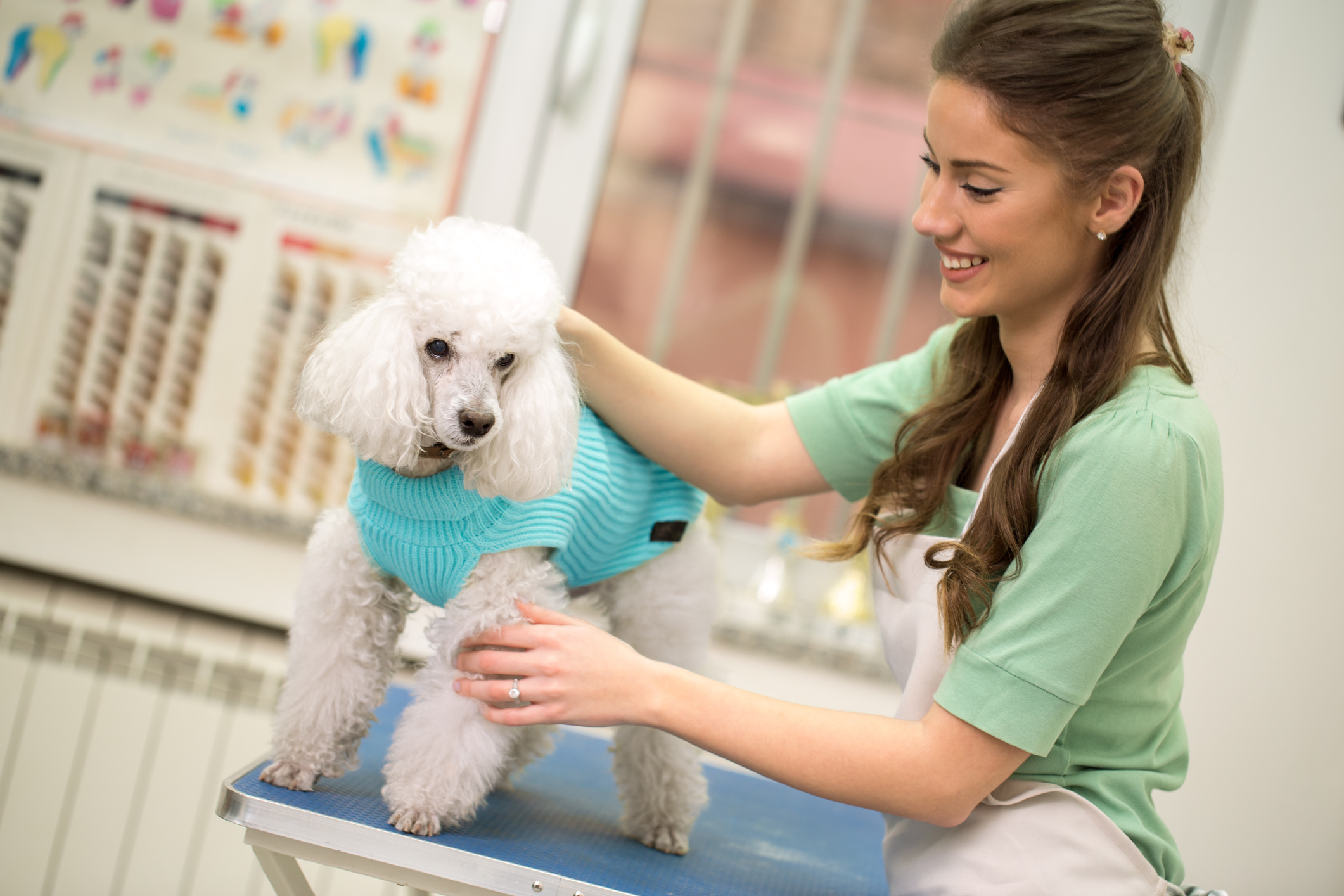 Professional dog washing clearance equipment