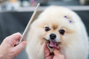 Read more about the article The Benefits of Regular Pet Grooming for Animal Behavior and Well-being