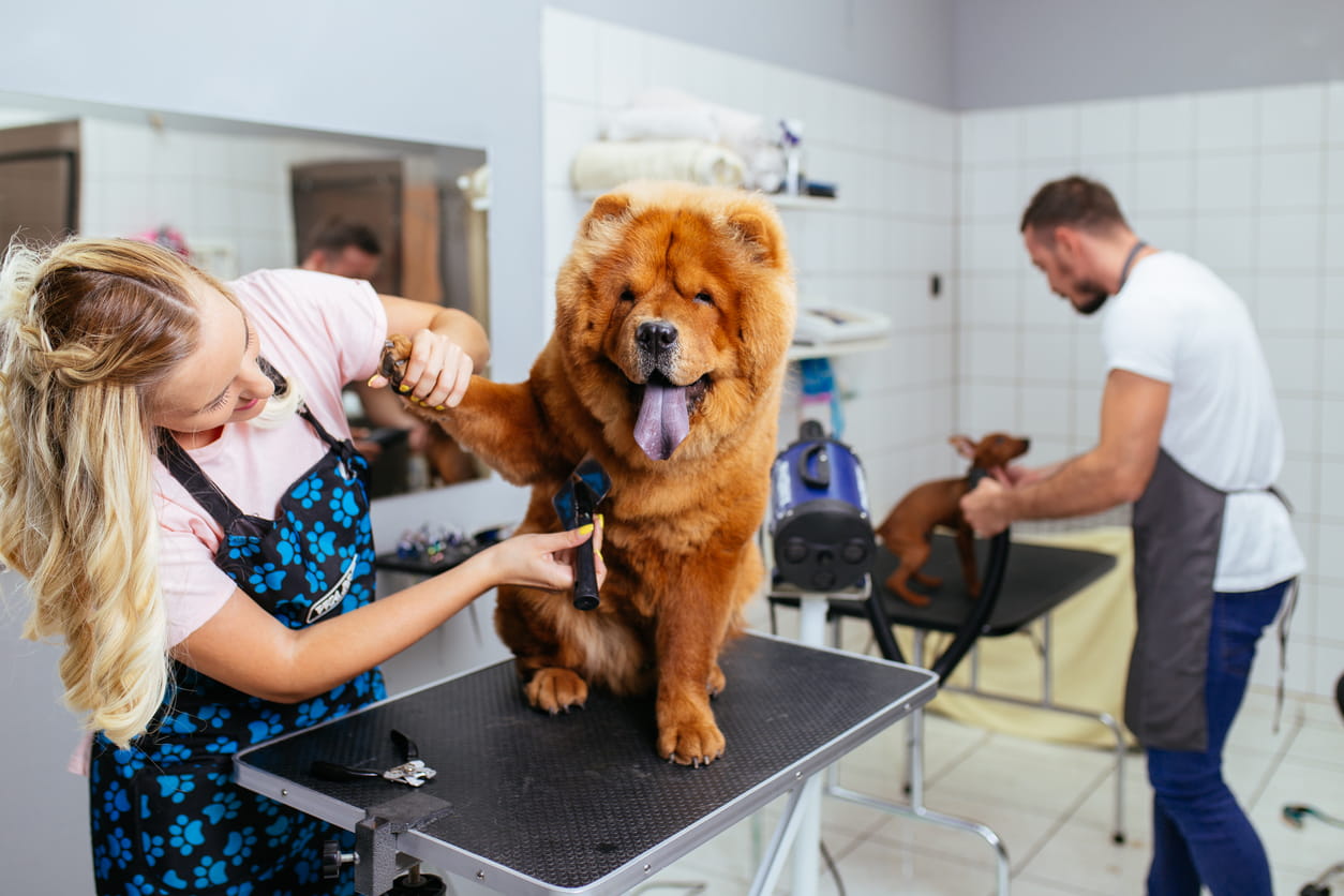 You are currently viewing How Professional Grooming Supports Preventive Veterinary Care in Animal Care Facilities
