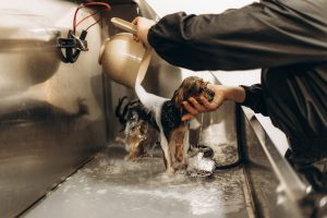 Read more about the article 6 Reasons Every Pet Facility Needs a Professional Dog Grooming Bathtub