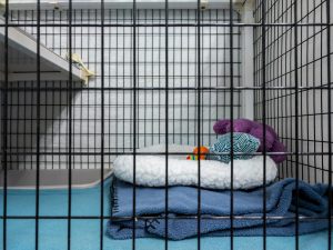 Read more about the article When to Replace Your Veterinary Kennels: Know the Signs and Plan Ahead