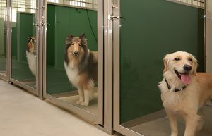 dogs at a boarding facility in luxury condos
